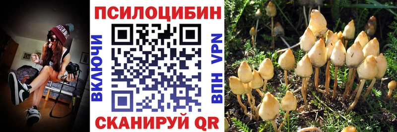 как найти   Воронеж  Псилоцибиновые грибы Psilocybe 